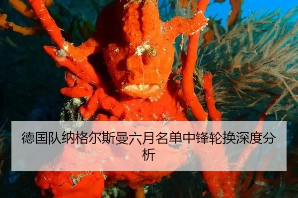 德国队纳格尔斯曼六月名单中锋轮换深度分析